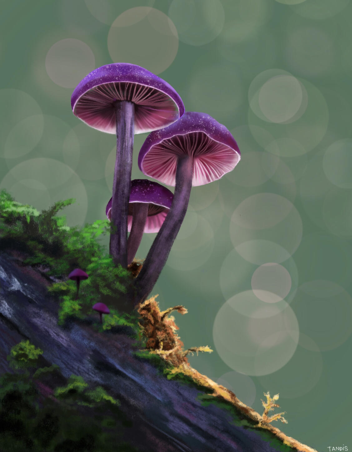 MAGICAL MUSHROOMS